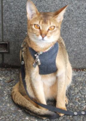 毛むくじゃらの加圧トレーニングなおねぇさんはダメですかぁ？ 画像2