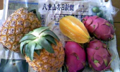 南国気分♪ 画像1