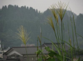 北陸は秋