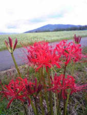 椛の湖そばの花まつりに行ってきます 画像2