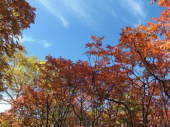 火曜／大雪の紅葉／晴れ 画像1