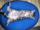 動きたい・・・