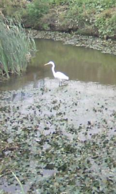 いつものちゅうさぎ 画像1