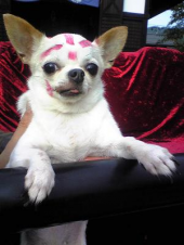 古川のきつね火まつりに行ってきます 画像3