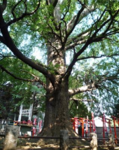 散歩日和 画像1