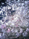 六義園