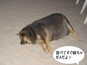 食べてすぐ寝ると太る？ 画像1