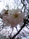 秋咲く桜