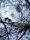 秋咲く桜