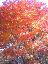 免許の更新 画像1