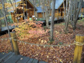 月曜／ニングルテラスの紅葉 画像3