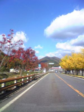 青い空と黄色いイチョウ 画像1