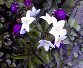 ☆ペコッぱ♪ 画像2