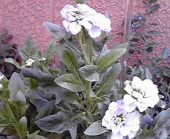 ☆ペコッぱ♪ 画像3