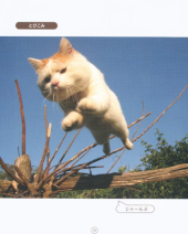 この猫、カワイイなぁ～。 画像2
