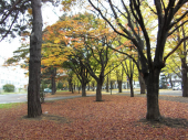 土曜／エルムの森 画像2