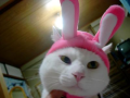 ぬこ写真
