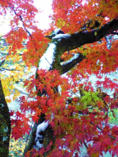 冬の訪れ 画像2