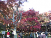 ☆紅葉が見頃☆ 画像1
