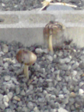 10.000歩貯金。 画像1