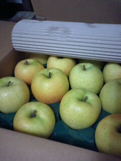 青森リンゴ 画像1