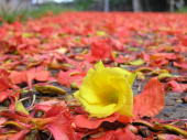 不雨花猶落　無風絮自飛 画像1