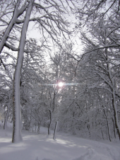 土曜／『吹雪後の公園』 画像1
