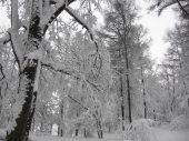 土曜／『吹雪後の公園』 画像2