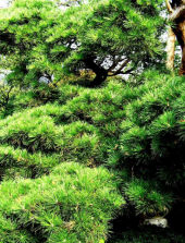 松樹千年翠 画像1