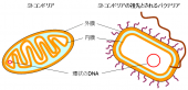ミトコンドリア 画像1