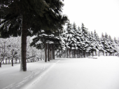 土曜／雪の中公園 画像2