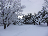 土曜／雪の中公園 画像3