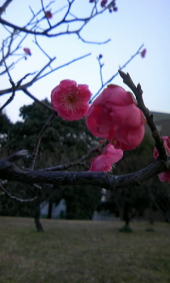 おほめの言葉 画像1