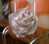 とげぬき地蔵と赤パンツ 画像3