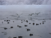 土曜／白鳥が着水 画像1