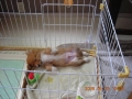 愛犬コーギー！！