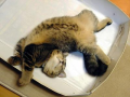 今日のにゃんこ