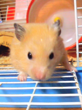ＡＮＧＥＬ:*゜::*゜:。::*゜:*゜＼(*￣∀￣)ノ:*゜::*゜:。::*゜:*゜ 画像2