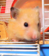 ＡＮＧＥＬ:*゜::*゜:。::*゜:*゜＼(*￣∀￣)ノ:*゜::*゜:。::*゜:*゜ 画像3