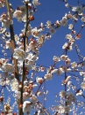 梅の花