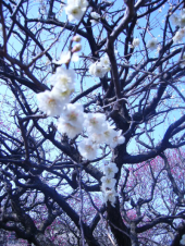 梅 画像2