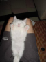 今日のにゃんこ