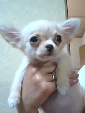 犬きたる 画像1
