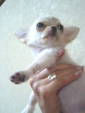 犬きたる 画像3
