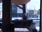 水曜／餌台の野鳥 画像2