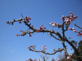 長岡天神・梅 画像2
