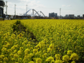 菜の花遊歩道 画像2
