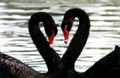 動物界は恋の季節？ 画像1