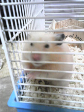 千葉周作成政 画像1