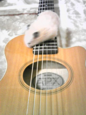 千葉周作成政 画像2